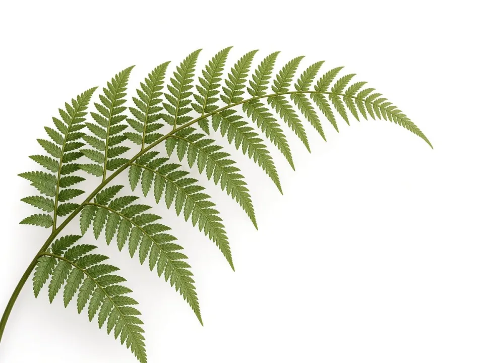After: Fern cutout