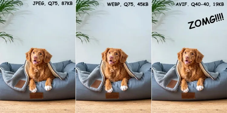 Real photo comparison showing JPEG WebP and AVIF file sizes for the same dog portrait